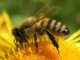 pszczoa
