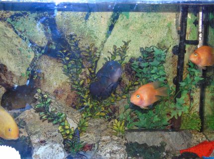 ryby w akwarium