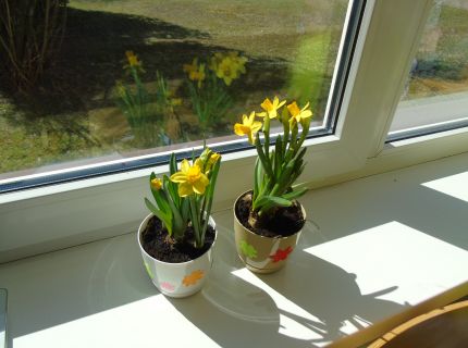 doniczki z kwiatkami