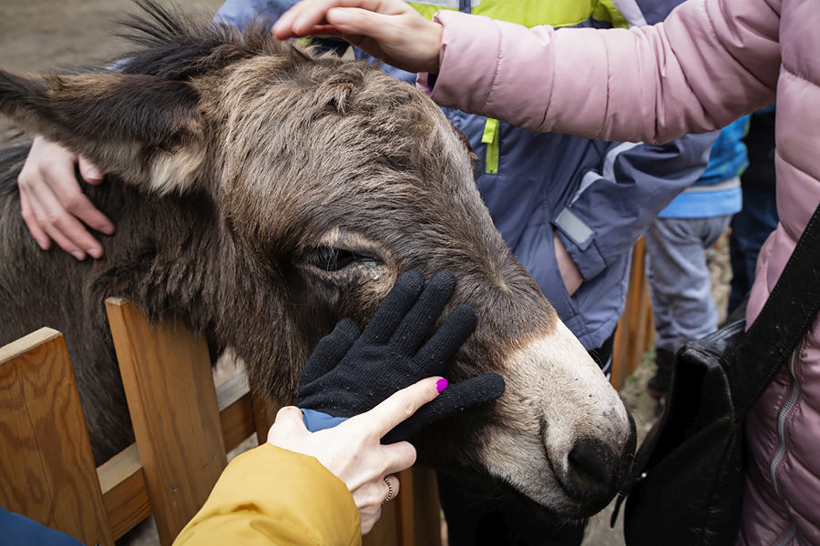 wyjazd do ywej szopki